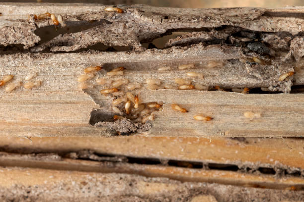 Best Bed Bug Extermination  in Pasatiempo, CA
